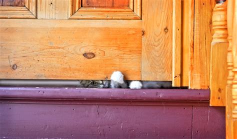 Why Do Cats Paw Under Bathroom Doors Animals