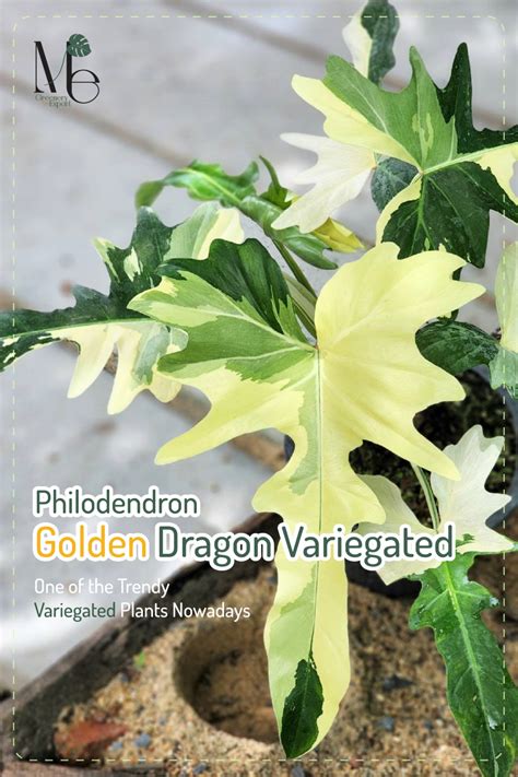 Philodendron Golden Dragon Variegated One Of The Trendy Variegated