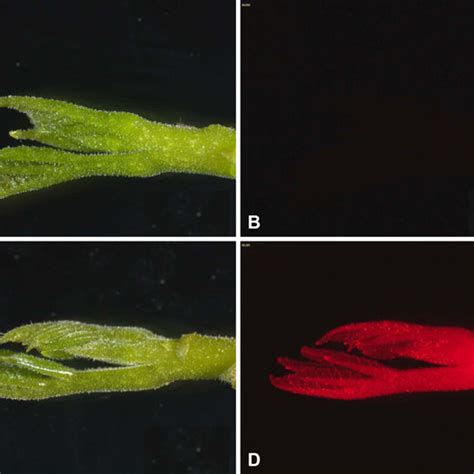 Dsred Expressed Uniformly In Transformed Walnut Microshoots A