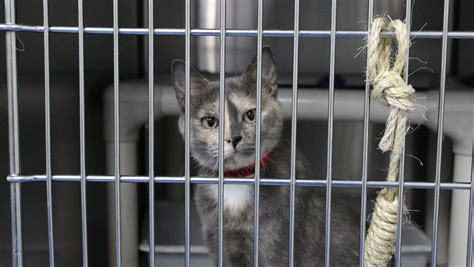 Local Shelter Offering Barn Cat Program