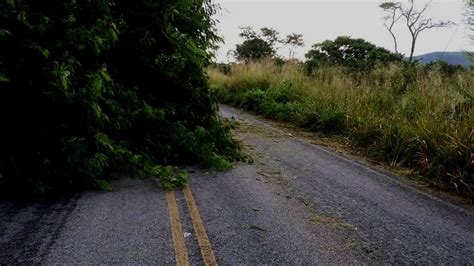 Árvore caída na pista causa acidentes entre Mairi e Baixa Grande