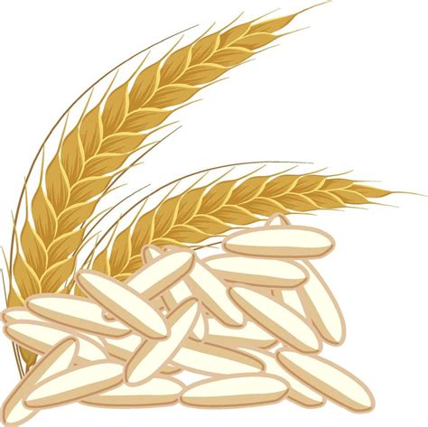 Rice Grain Vector Png