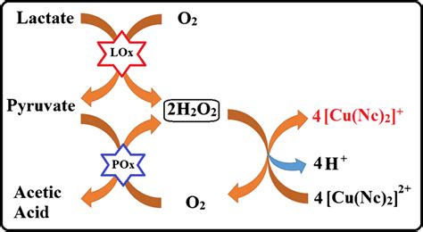 Schematic Representation Of Lactate Biosensor Based On Using