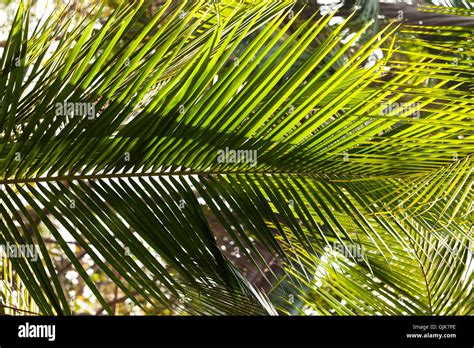 Coconut Tree Leaf Stock Photos Coconut Tree Leaf Stock Images Alamy