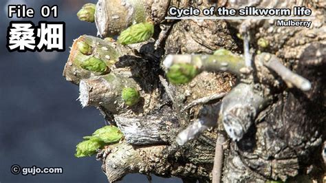 【蚕の一生】cycle Of The Silkworm Life：0133 桑畑 Youtube