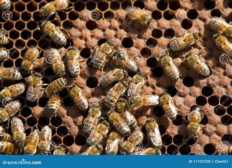 beehive stock photo image  close action medicine