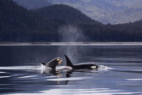 How Long Do Orcas Live In The Wild ArcticLook