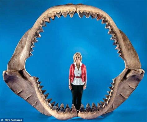 Fossil Friday: C. Megalodon, the true Jaws