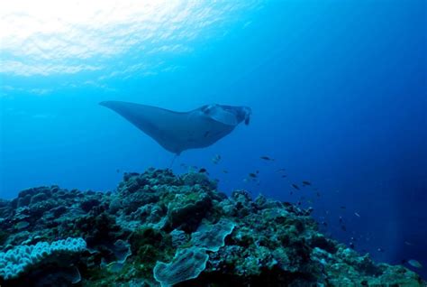 My Top 5 Scuba Diving Destinations in Okinawa, Japan