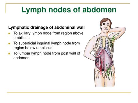 Ppt The Lymphatic System Powerpoint Presentation Free Download Id6011272