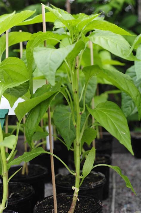 Cómo cultivar tus pimientos en maceta PortalFruticola