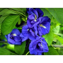 Blue Butterfly Pea Seeds Lupon Gov Ph