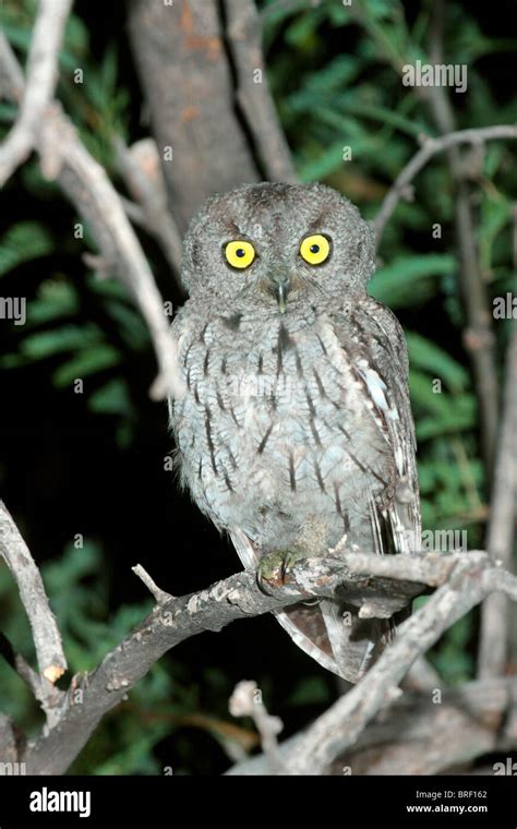 Screech owl camouflage hi-res stock photography and images - Alamy