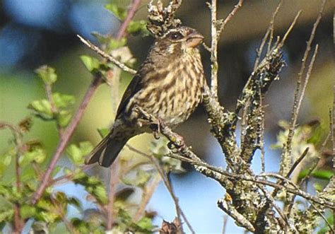 Tanzania Birding East Africa Birding Safaris