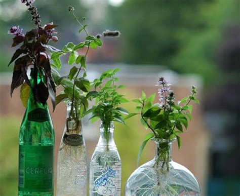 Plantas Arom Ticas Que N O Precisam De Terra Para Crescer