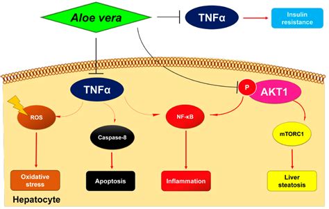 Plants Free Full Text Network Pharmacology And Molecular Docking