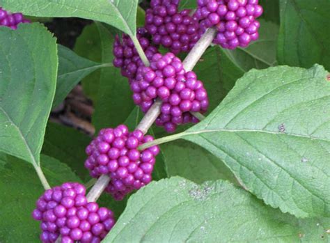 Callicarpa americana - American Beautyberry - The Seed Vine