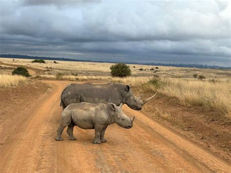 Nairobi Nairobi National Park And Elephant Orphanage Tour GetYourGuide