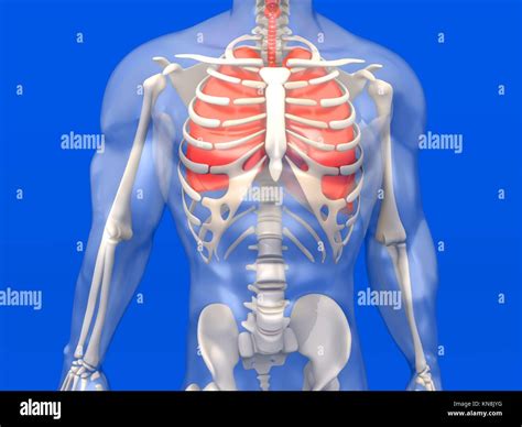 Human Respiratory In X Ray Lungs High Resolution Stock Photography And