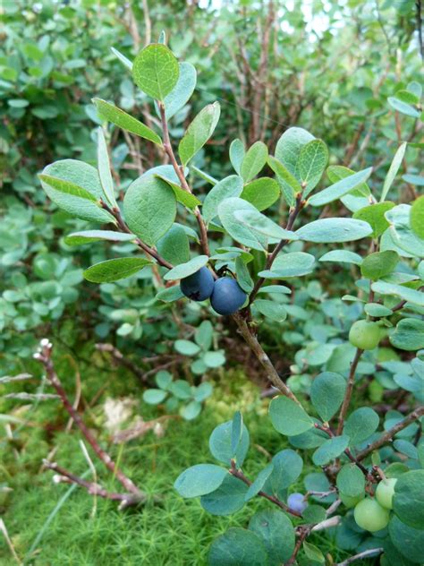 Vaccinium Bilberries Blueberries Blueberry Cranberries