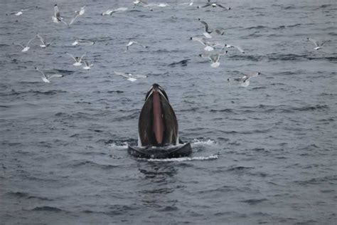 Reykjavik Excursion En Bateau D Observation Des Baleines Au Meilleur