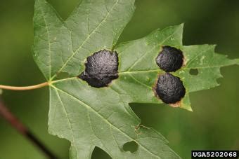 Maple Tree Diseases LoveToKnow