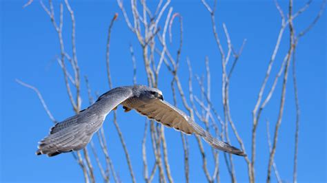 Grey Hawk Flying Stock Photo Download Image Now Alertness Animal