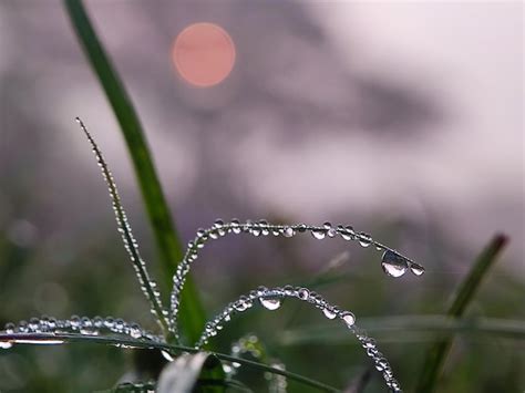 Premium Photo Morning Dew