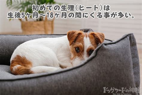 犬の生理ヒート ！期間や周期は？症状～なめる場合の対処法まで全まとめ！