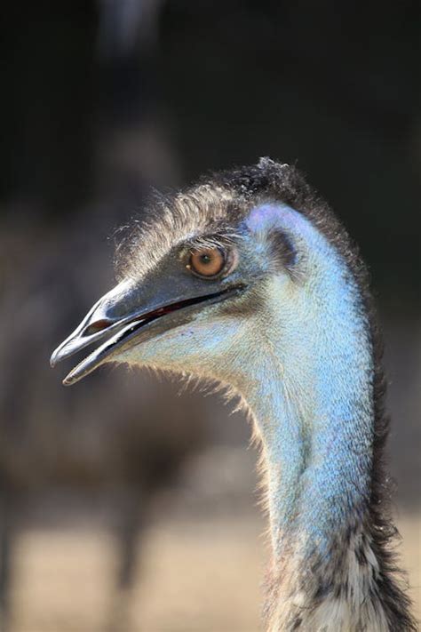 Brown Ostrich · Free Stock Photo