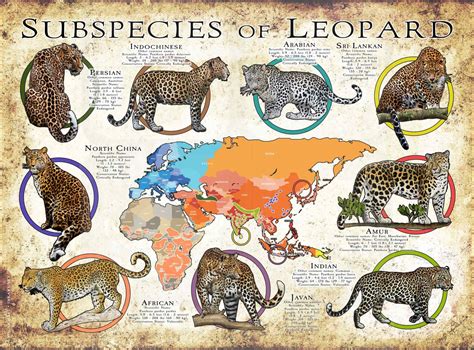 Subspecies Of Leopard Poster Print