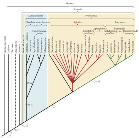 Midterm 2 Metazoan Phylogeny Diagram Quizlet