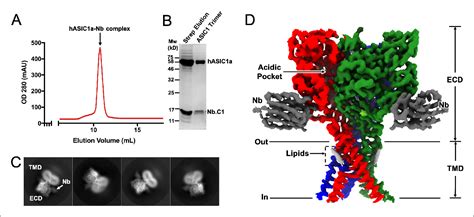 Figure 2 From Structure And Analysis Of Nanobody Binding To The Human