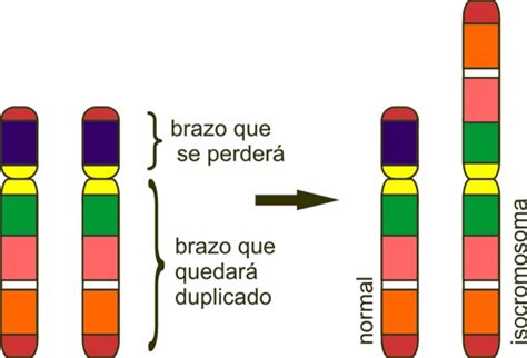 Isocromosoma definición origen patologías asociadas