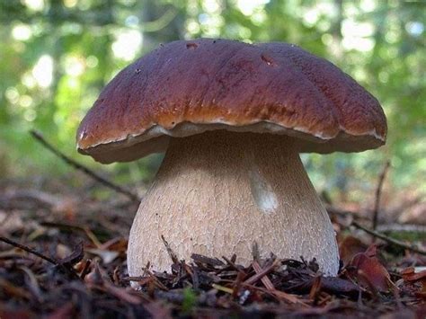 Edulis Boletus Funghi Caratteristiche Del Edulis Boletus