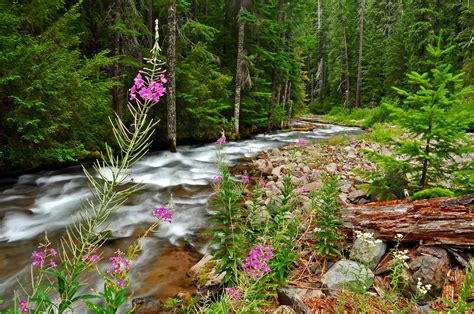 Wallpaper Trees Landscape Forest Garden River Wilderness Pond