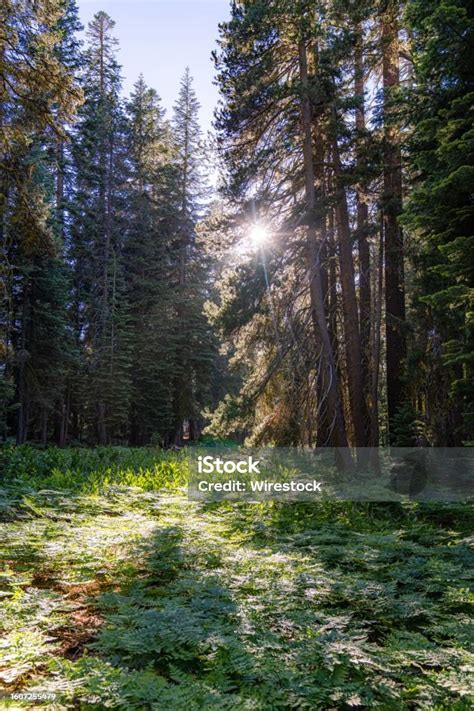 Vertikal Jalur Di Hutan Pinus Hijau Di Taman Nasional Yosemite Foto