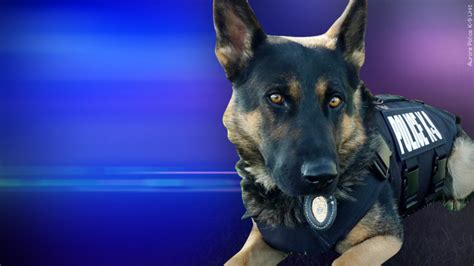 K 9 Helps Arrest Suspect Who Rammed California Police Car News