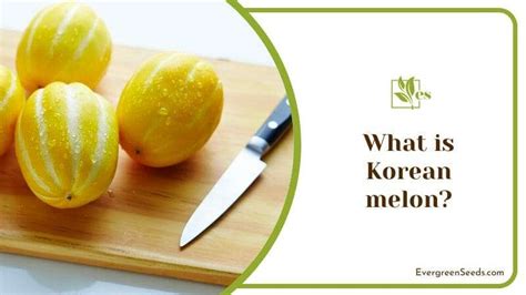 Korean Melon Growing Guide and Care Tips - Discovering Sweet Delights - Evergreen Seeds