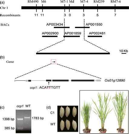 Map Based Cloning Of The Ccp Gene A The Ccp Locus Was Mapped To A