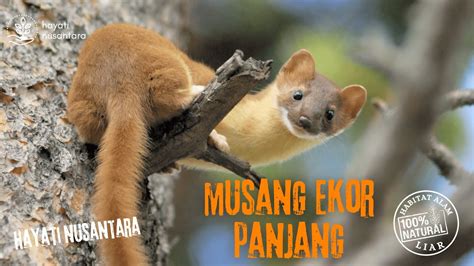 Musang Ekor Panjang Long Tailed Weasel YouTube