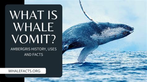 What is Whale Vomit? | Ambergris History, Uses and Facts - Whale Facts