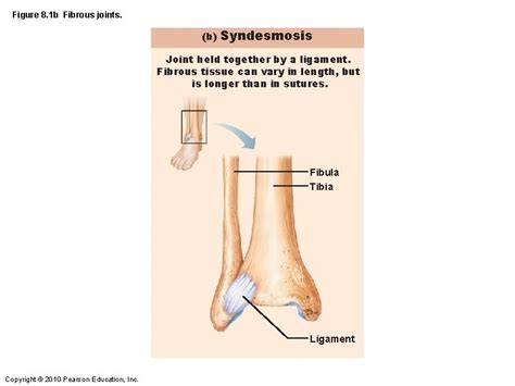 Joints Figure 8 1 Fibrous Joints A Suture