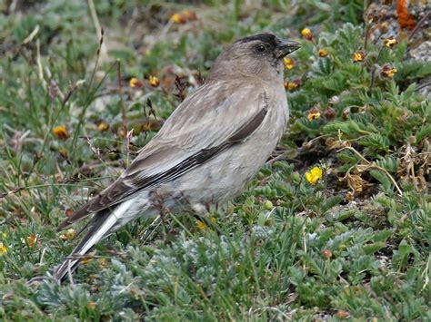 Black Headedmountain Finch Also Brandts Mountain Finch Leucosticte