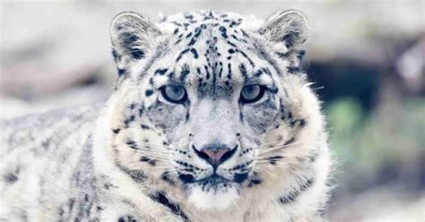 Snow Leopard Behavior - AnimalBehaviorCorner