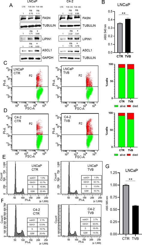 A Western Blot Analysis Of FASN Expression In LNCaP And C4 2 Cells