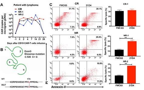 Point Mutation In Cd Facilitates Immune Escape Of B Cell Lymphoma