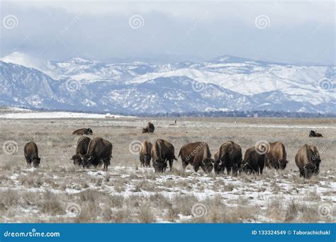 American Bison Grazing on the Prairie in Winter Stock Image - Image of bovidae, america: 133324549