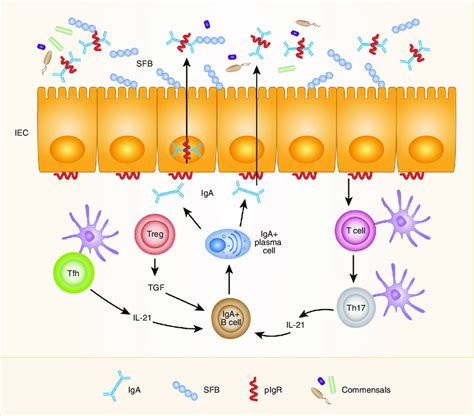 Il Promotes Iga Responses In The Intestine Sfb Adhesion To