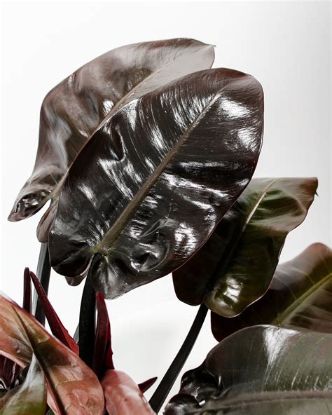 Philodendron Black Cardinal For Sale Including Care Guide